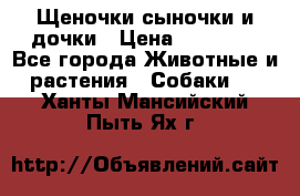 Щеночки-сыночки и дочки › Цена ­ 30 000 - Все города Животные и растения » Собаки   . Ханты-Мансийский,Пыть-Ях г.